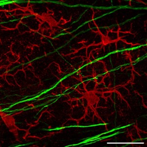 confocal_mouse-brain_lsm-800